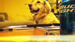 hund steht auf gitarren musik