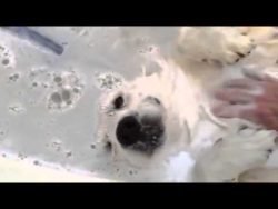 hund steht richtig auf baden