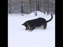 hund sucht den schneeball im sch