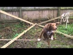 Hund tanzt auf dem Seil hund tanzt auf dem seil