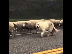 hund tarnt sich super in der sch 1