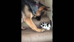 hund traegt katzenbaby die trepp