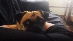 hund tut so als ob er schlafen w