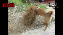 Hund und Affe spielen zusammen hund und affe spielen zusammen