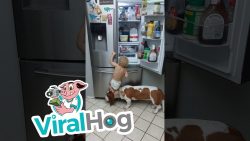 hund und baby pluendern den kueh