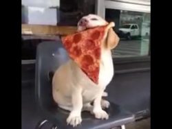 hund verteidigt seine pizza mit
