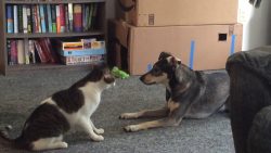 hund vs katze gemeinsam am spiel