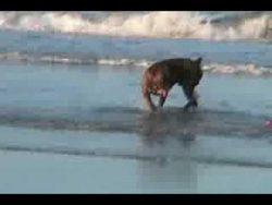 Hund will mit Ball im Meer spielen hund will mit ball im meer spiel