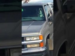 hund will nicht mehr im auto all