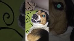 hund zeigt angela merkel die zae