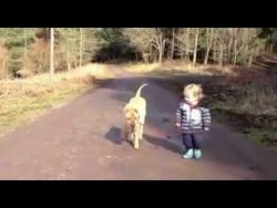 hund zieht jungen ueber die stra