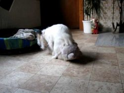 Hunde haben Spaß im Bett hunde haben spass im bett