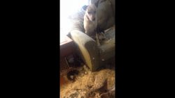 hunde im federkissen schlachtfel