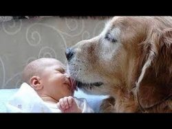 hunde treffen neugeborene das er