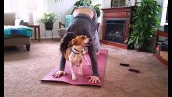 hunde und katzen stoeren beim yo