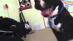 hunde wecken ihre besitzer auf