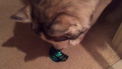 husky vs haarklammer