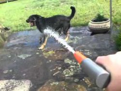 Ich kann dich schon noch fangen ich kann dich schon noch fangen