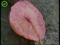 ich mag keine coca cola