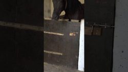 Ich will doch nur auf die Wiese ich will doch nur auf die wiese