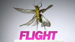 insekten beim fliegen in slowmot