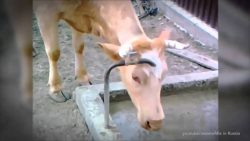 Intelligente Kühe mit Fähigkeiten intelligente kuehe mit faehigkei