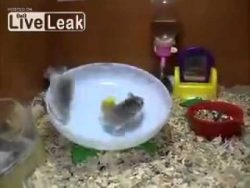 Ist das ein Hamsterrad oder ein Hamsterteller? ist das ein hamsterrad oder ein