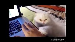 jetzt streichel mich endlich