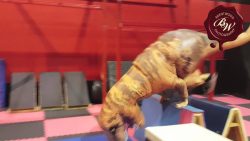 Jurassic Parkour jurassic parkour