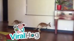 kaenguru babys huepfen durch die