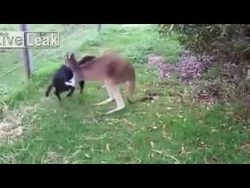 kaenguru liebt rottweiler