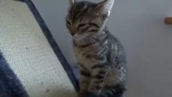 Kätzchen ist zum Umfallen müde kaetzchen ist zum umfallen muede