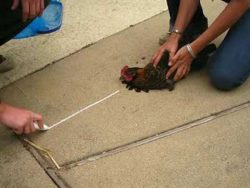 kann man ein huhn hypnotisieren