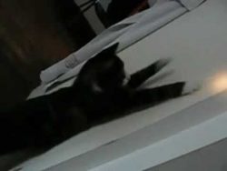 katze beschuetzt das licht