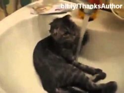 katze duscht sich am waschbecken