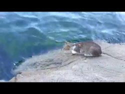 katze faengt sich einen fisch au