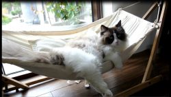 katze in ihrer haengematte