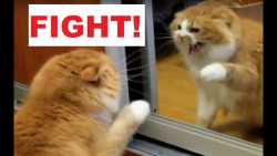 katze kaempft mit ihrem spiegelb