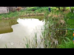 Katze klaut Fisch katze klaut fisch