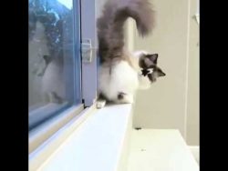 katze laeuft einfach so auf der