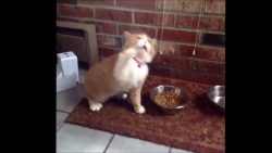 Katze muss immer und immer wieder Niesen katze muss immer und immer wiede