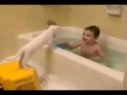 katze nimmt unerwartetes bad