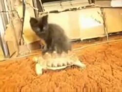 katze reitet auf einer schildkro