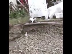 katze rettet hundewelpen aus gru