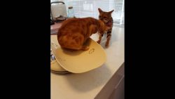 Katze rettet Katze vor dem Tierarzt katze rettet katze vor dem tiera