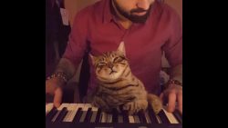 katze schlaeft beim klavierspiel