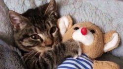katze schlaeft mit teddy ein