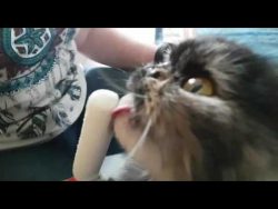 Katze schleckt Eis katze schleckt eis