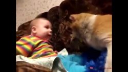 katze schmust mit dem baby