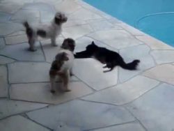 katze schubst hund in den pool